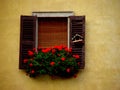 Red geraniums on window sill