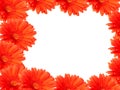 Red gerber daisies on white Royalty Free Stock Photo