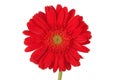 Red Gerber daisy Royalty Free Stock Photo