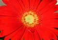 Red Gerber Daisy Close-Up Royalty Free Stock Photo
