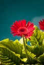 Red Gerber Daisy Flower Royalty Free Stock Photo
