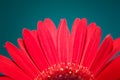 Red Gerber Daisy Flower Royalty Free Stock Photo