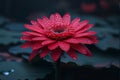 Red gerber daisy. Flowering flowers, a symbol of spring, new life Royalty Free Stock Photo