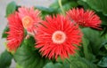 Red Gerber Daisy Royalty Free Stock Photo