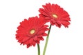 Red gerber daisy isolated on white Royalty Free Stock Photo