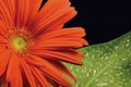 Red gerber daisy and leaf left hand Royalty Free Stock Photo