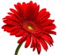 Red gerber flower Royalty Free Stock Photo