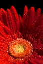 Red gerber flower Royalty Free Stock Photo