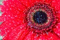 Red gerber flower head with water droplets in closeup macro view Royalty Free Stock Photo