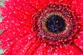 Red gerber flower head with water droplets in closeup macro view Royalty Free Stock Photo