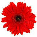Red gerber flower isolated on white Royalty Free Stock Photo
