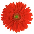 Red gerbera Royalty Free Stock Photo