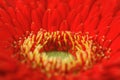 Red gerbera