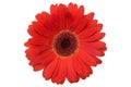 Red gerbera.