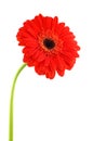 Red gerbera Royalty Free Stock Photo