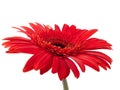 Red gerbera against white Royalty Free Stock Photo