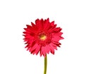 Red gerbera or barberton daisy flower blooming close up with green stem isolated on white background , clipping path Royalty Free Stock Photo