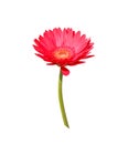 Red gerbera or barberton daisy flower blooming with green stem isolated on white background  , clipping path Royalty Free Stock Photo