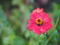 Red Gerbera , Barberton daisy flower on burred of nature background space for copy write Royalty Free Stock Photo