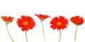 Red gerbera blooms daisy