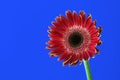 Red gerbera on blue background