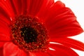 red gerbera close up on a light background with green stem, design element Royalty Free Stock Photo