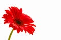 red gerbera close up on a light background with green stem, design element Royalty Free Stock Photo