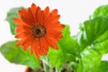 Red Gerbera Closeup