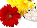 Red gerbera flower on white background Royalty Free Stock Photo