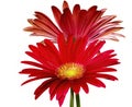 Red gerbera daisies isolated against white background Royalty Free Stock Photo