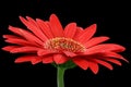 Red gerbera daisy Royalty Free Stock Photo