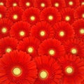 Red gerbera daisy background