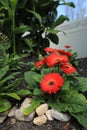 Gerbera Daisies Red bunch vertical format with other plants Royalty Free Stock Photo