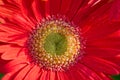 Red Gerbera Daisy Flower Royalty Free Stock Photo