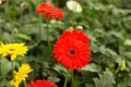 Red gerbera daisy flower on blur green leaves and colorful flowers background. Royalty Free Stock Photo