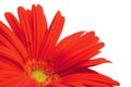 Red gerbera daisy flower in full bloom, blooming head petals perspective view, large detailed isolated horizontal macro closeup Royalty Free Stock Photo