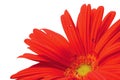 Red gerbera daisy flower in full bloom, blooming head petals perspective view, large detailed isolated horizontal macro closeup Royalty Free Stock Photo