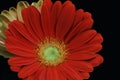Red gerbera daisy flower Royalty Free Stock Photo