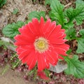 A red Gerbera Daisy flower in a little and green and brown background Royalty Free Stock Photo