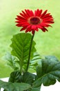 Red gerbera daisy flower Royalty Free Stock Photo