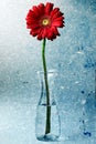 Red Gerbera Daisy Flower Vase Water Texture Royalty Free Stock Photo