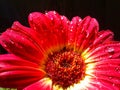 A red Gerbera Daisy with rain drops on flower petals and a black background Royalty Free Stock Photo