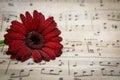 Dark Red Gerbera Daisy with Water Droplet, Green Stem Rests on a Sheet of Classical Music with Clear Notation Royalty Free Stock Photo