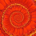 Red Gerbera Daisy Spiral Royalty Free Stock Photo