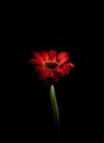 Red Gerbera Royalty Free Stock Photo