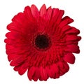 Red gerbera. Deep focus Royalty Free Stock Photo