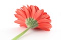 Red gerbera from a different angle Royalty Free Stock Photo