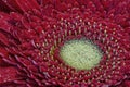 Red gerbera in drops of dew