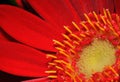 Red Gerbera flower Royalty Free Stock Photo