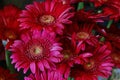 Red gerbera flower background Royalty Free Stock Photo